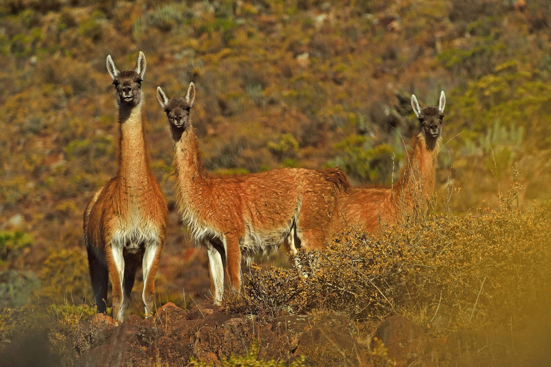 Gobierno confirma presencia de 66 guanacos, especie en peligro extinción, entre Cotagaita y Tupiza