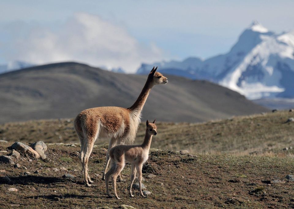 Bolivia y Argentina acuerdan plan para combatir la caza de vicuñas en la frontera