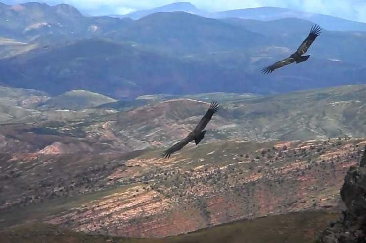 Asamblea pedirá informe sobre la muerte de seis cóndores en Chuquisaca