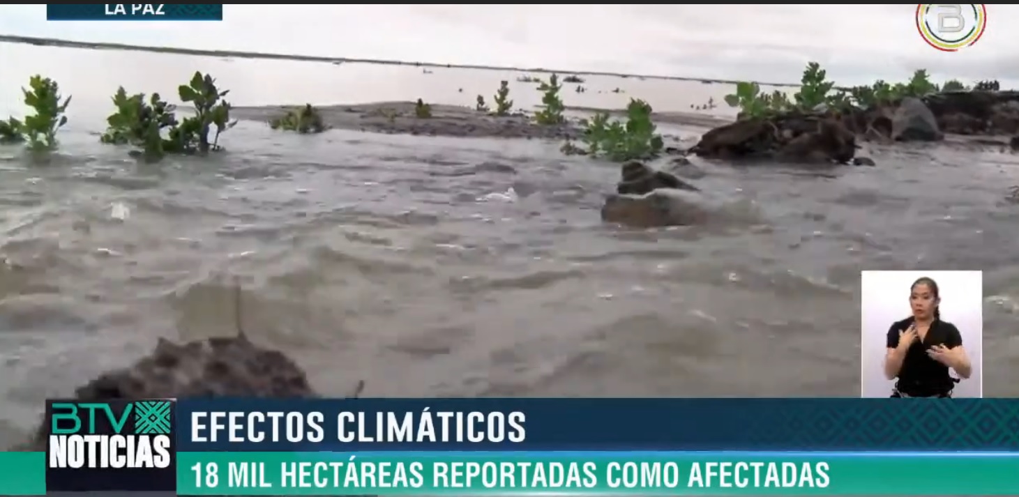 INSA: Lluvias afectaron a un 43% de la producción de papa en el país