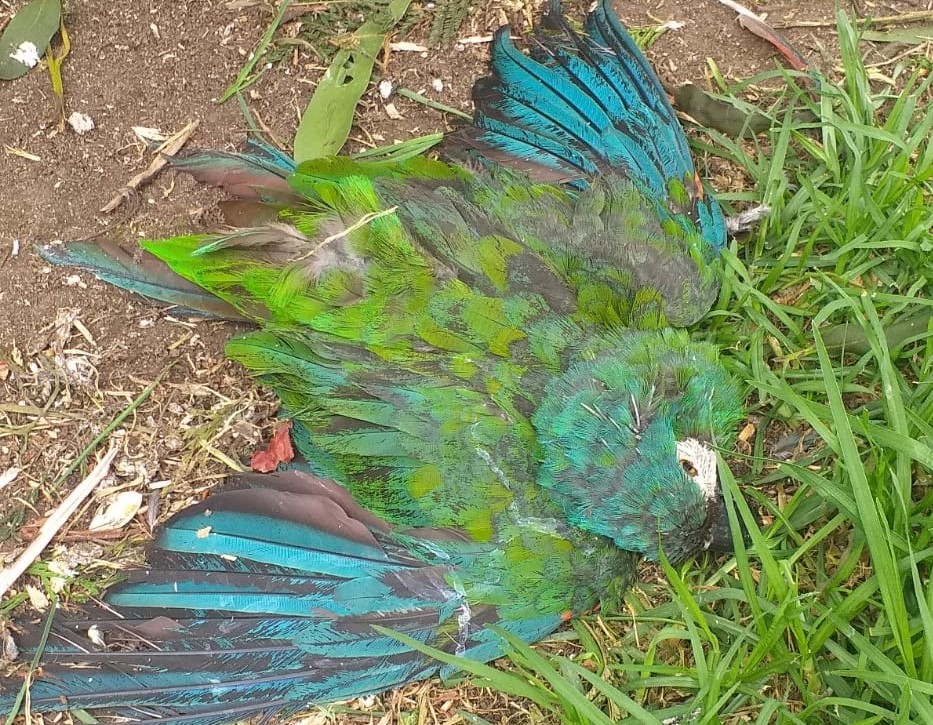 Defensoría del Pueblo exige informe a la alcaldía paceña por la muerte de 90 animales en Vesty Pakos