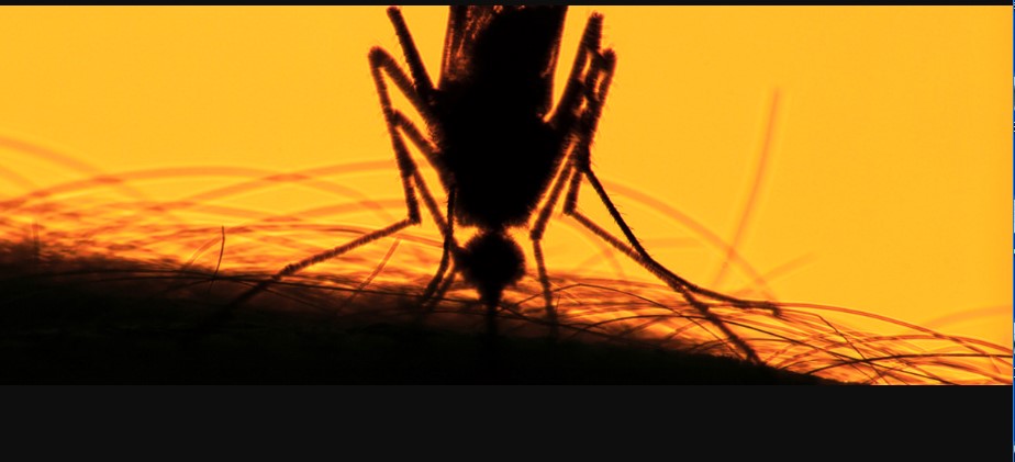 Prevén intensificar campaña de vacunación contra la fiebre amarilla en La Paz