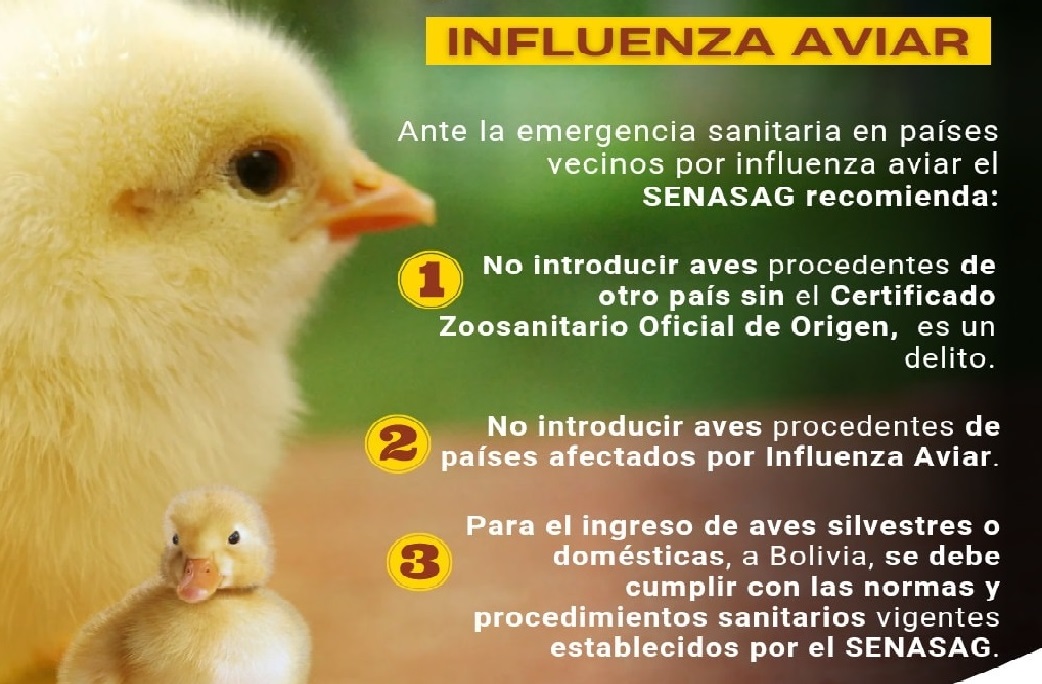 Senasag declara una alerta sanitaria por la influenza aviar en países vecinos