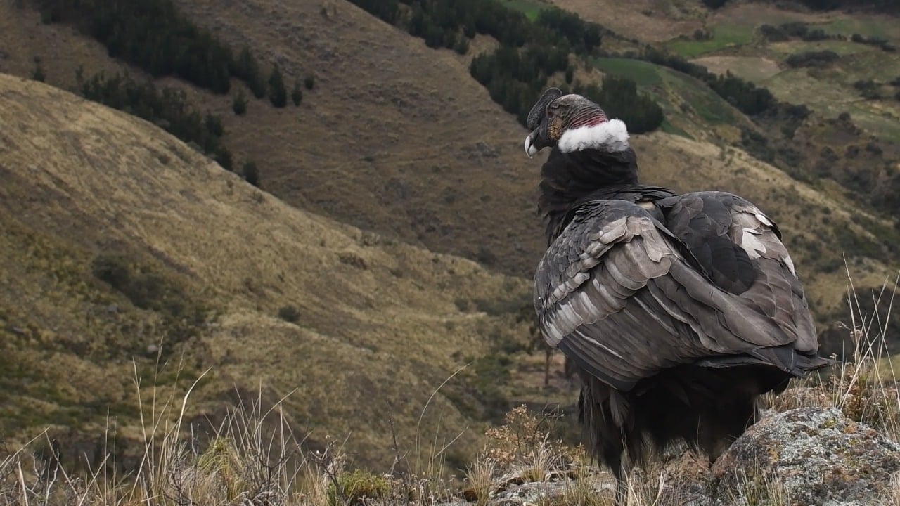 Comisión aprueba proyecto de ley que declara patrimonio natural al Cóndor Andino