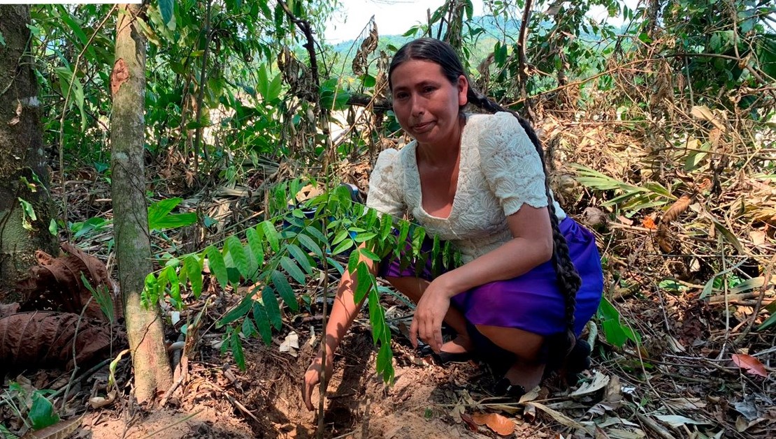 En el Día del Árbol, el vicepresidente participará en actividades de reforestación en Huatajata