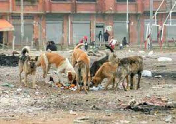 Denuncian biocidio en el relleno de Villa Ingenio y pedirán informe a la Alcaldía de El Alto