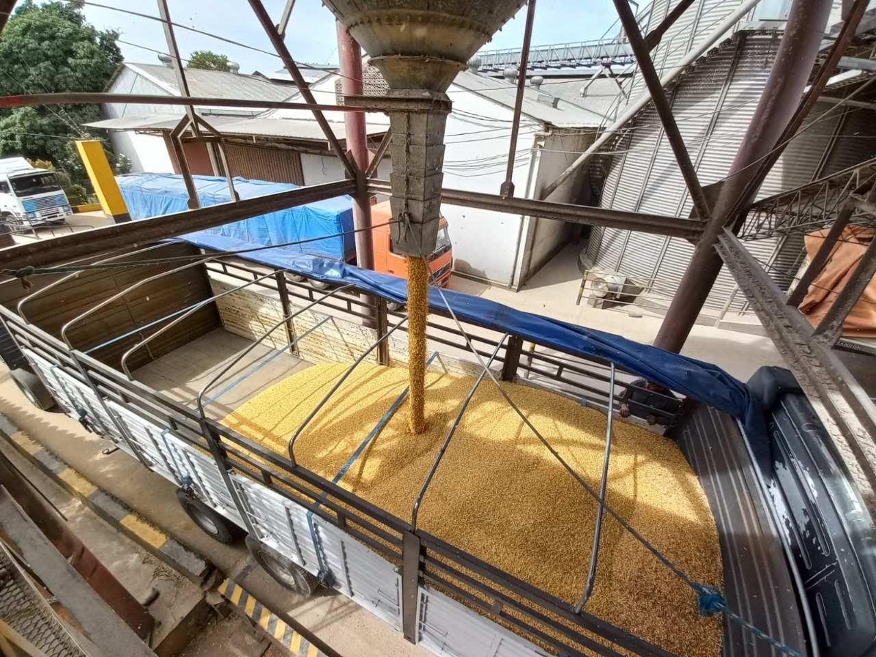 Defensa del Consumidor localiza e inicia procesos a seis empresas clandestinas por ocultar maíz