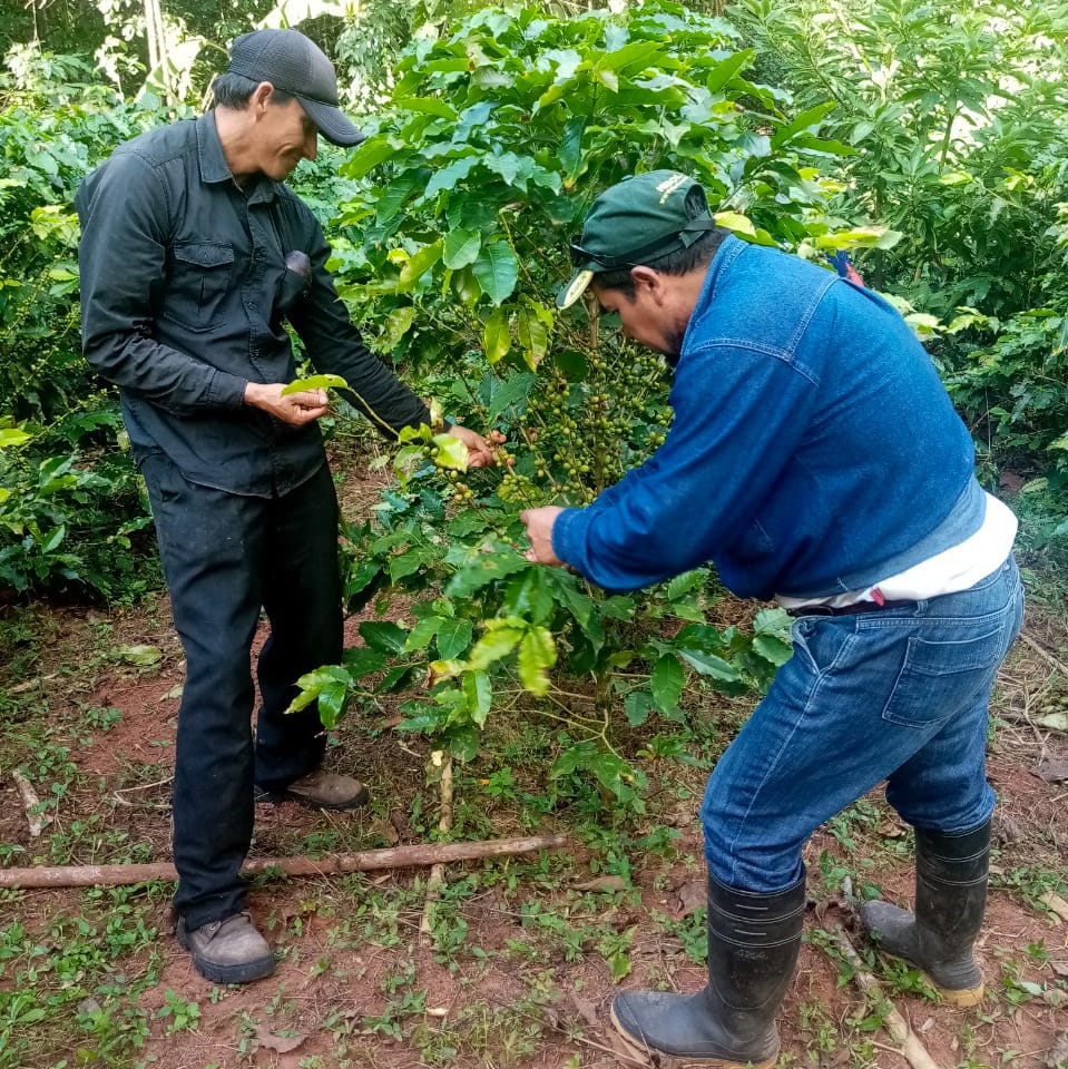 Capacitan a agricultores de cacao, café, palta y chirimoya para fortalecer la producción