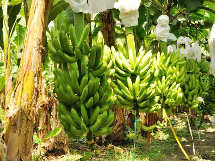 Senasag activa plan de contingencia para proteger la producción de banano