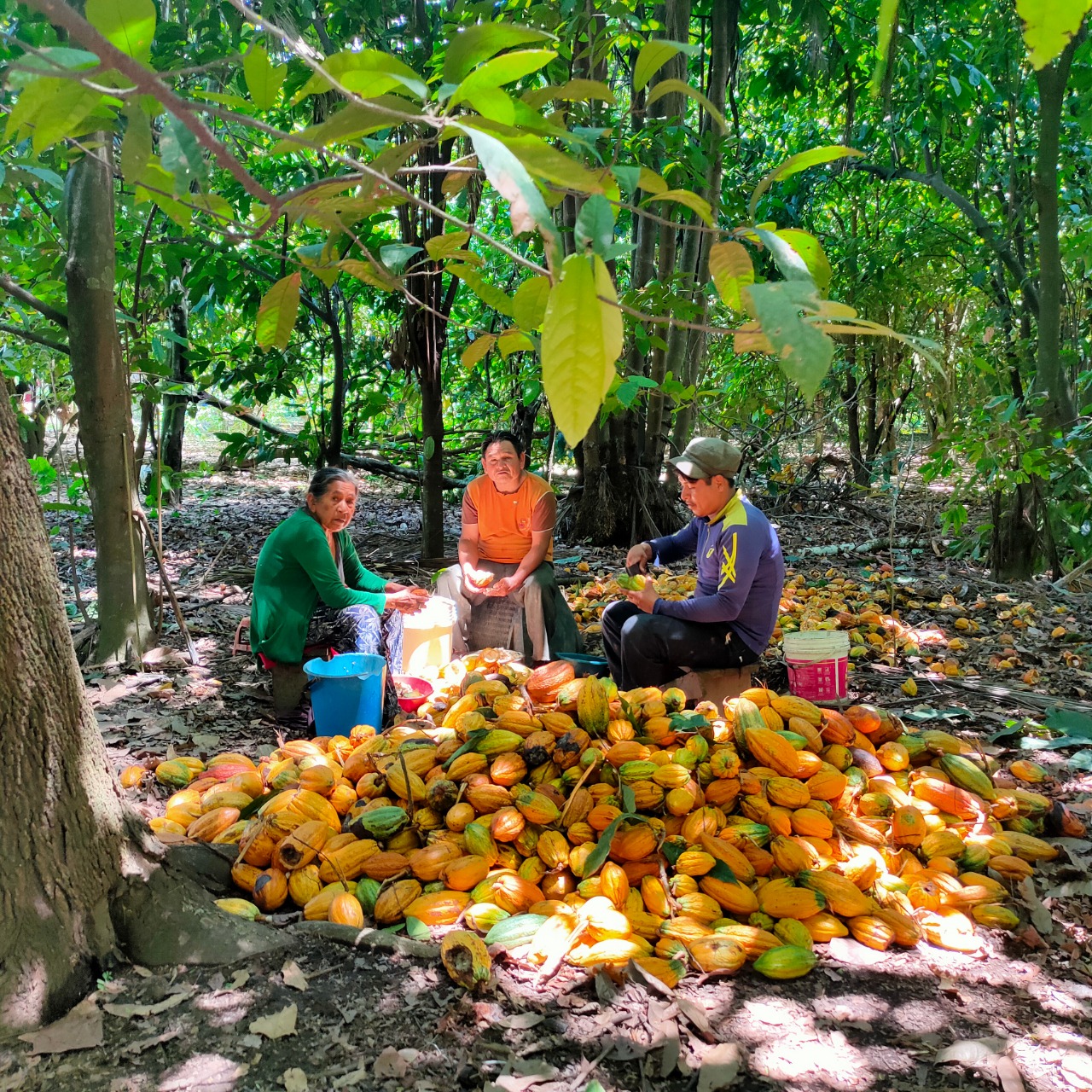 Gobierno invierte más Bs 40 millones para potenciar la productividad del cacao boliviano