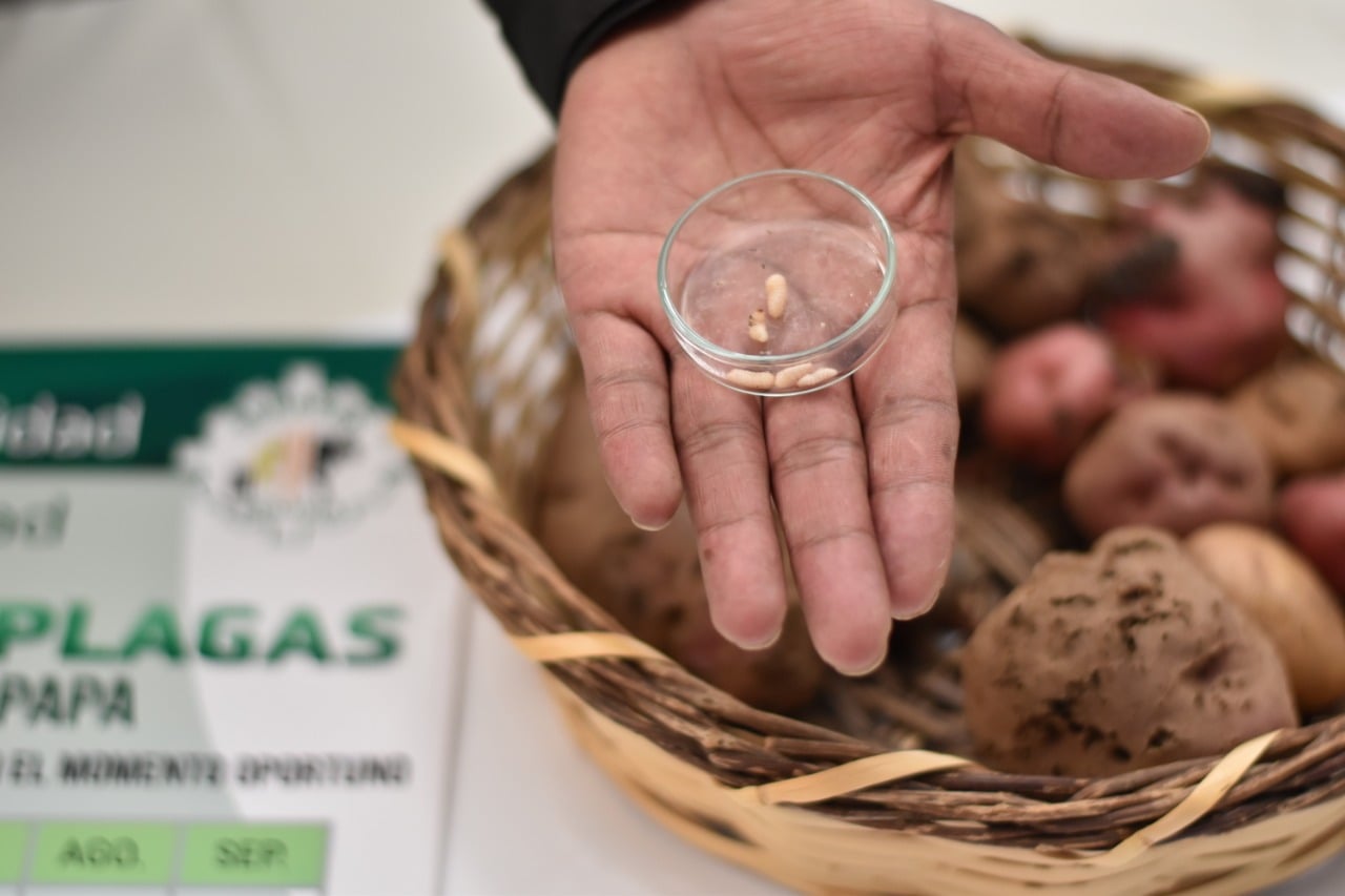 El Senasag ejecuta campañas para el control de plagas que atacan cultivos de papa, durazno y cítricos