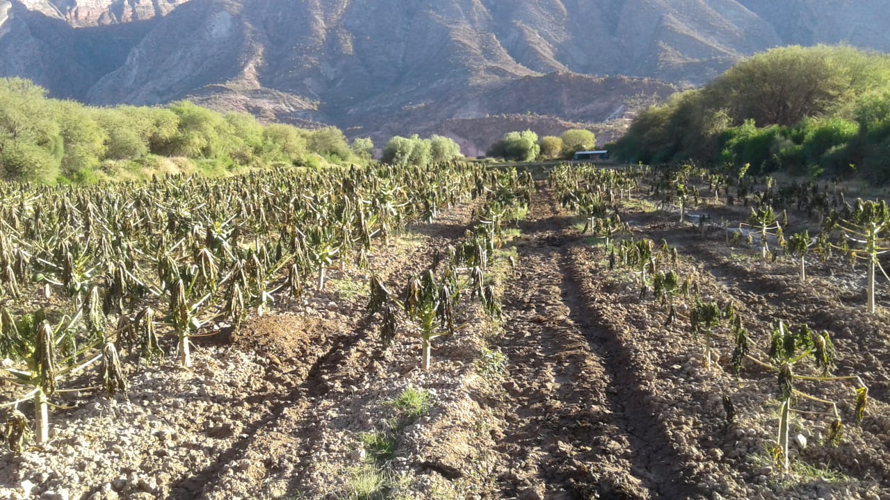 Heladas dejan 167 hectáreas de cultivos con daños y 134 familias afectadas en Cochabamba