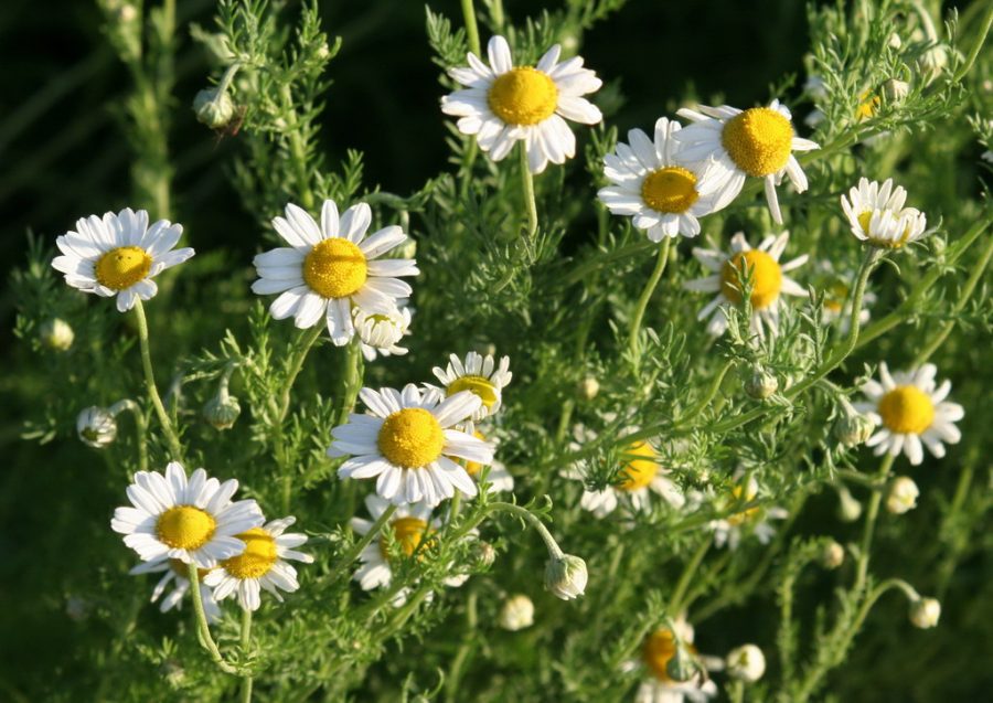 Recomiendan acudir a prestadores de medicina tradicional para usar las plantas medicinales