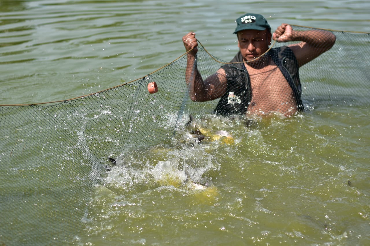 Bolivia prevé aumentar la producción de pescado a 18.000 toneladas al 2025 y lograr su soberanía en ese alimento