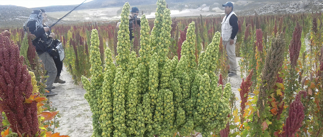 Organizan la primera Cumbre Nacional de Productores de Quinua para septiembre