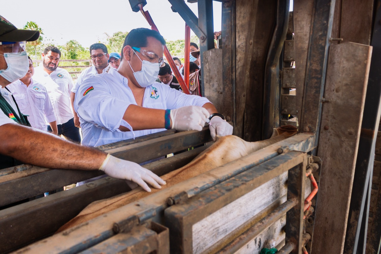 Senasag inicia ciclo de vacunación contra brucelosis bovina en el departamento de Beni