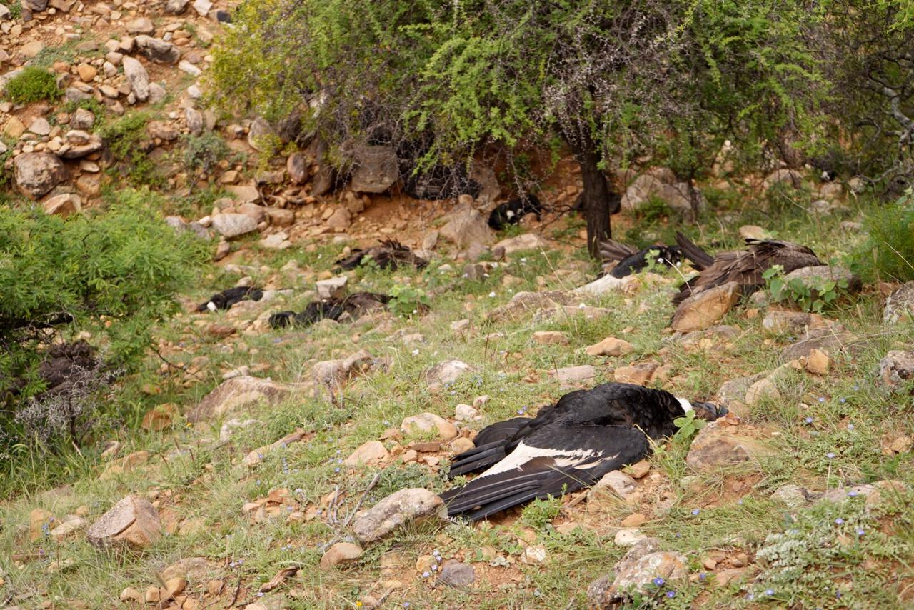 Pesquisa sobre muerte de cóndores en Tarija comienza con toma de muestras para laboratorio