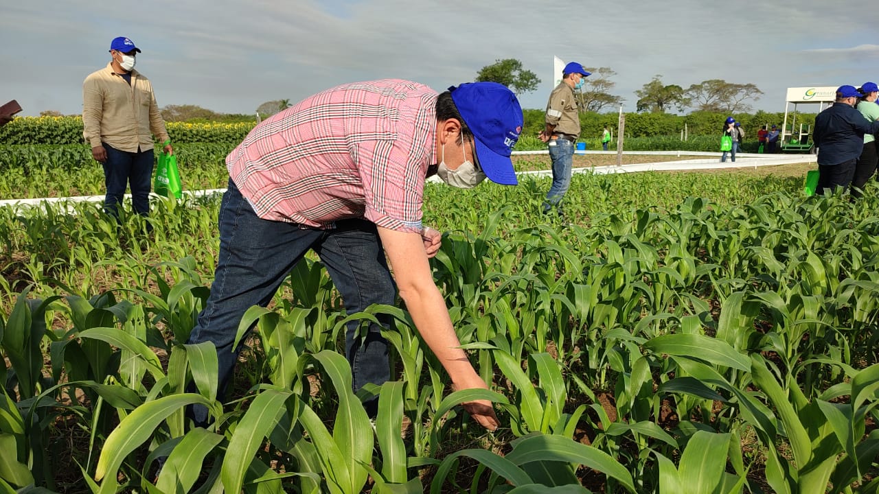 Parcelas demostrativas fertilizadas con urea boliviana duplican productividad de cultivos
