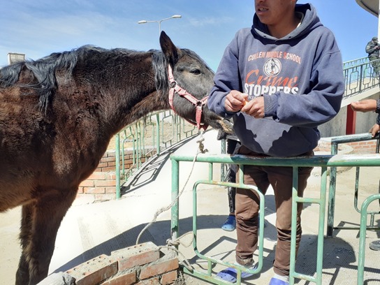 Más de 200 jóvenes se beneficiarán con equinoterapia en el Centro de Rehabilitación de Qalahuma en Viacha