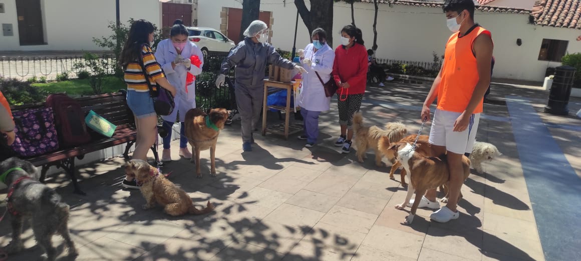 Salud reporta importantes avances en vacunación a perros y gatos en el país, excepto Cochabamba