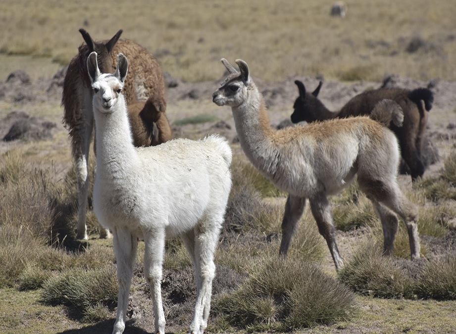 Gobierno asigna Bs 74 millones para construir un centro de procesamiento de carne, fibra y cuero de camélidos en Oruro