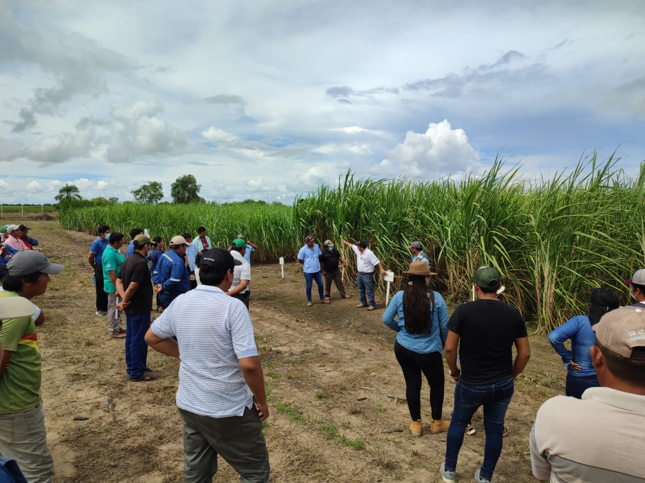 Iniaf promueve jornadas informativas en apoyo técnico a productores cañeros de Santa Cruz