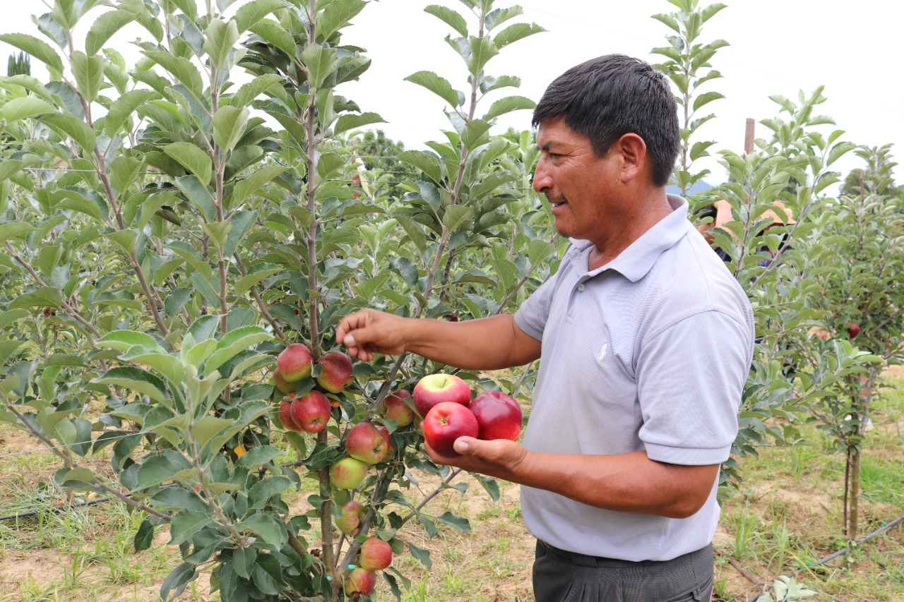 Iniaf implementa tecnología para incrementar producción de frutas en Cochabamba