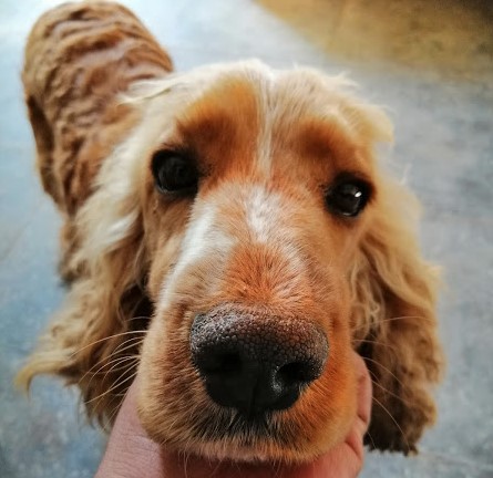 Rusia registra la primera vacuna del mundo contra el COVID-19 para animales