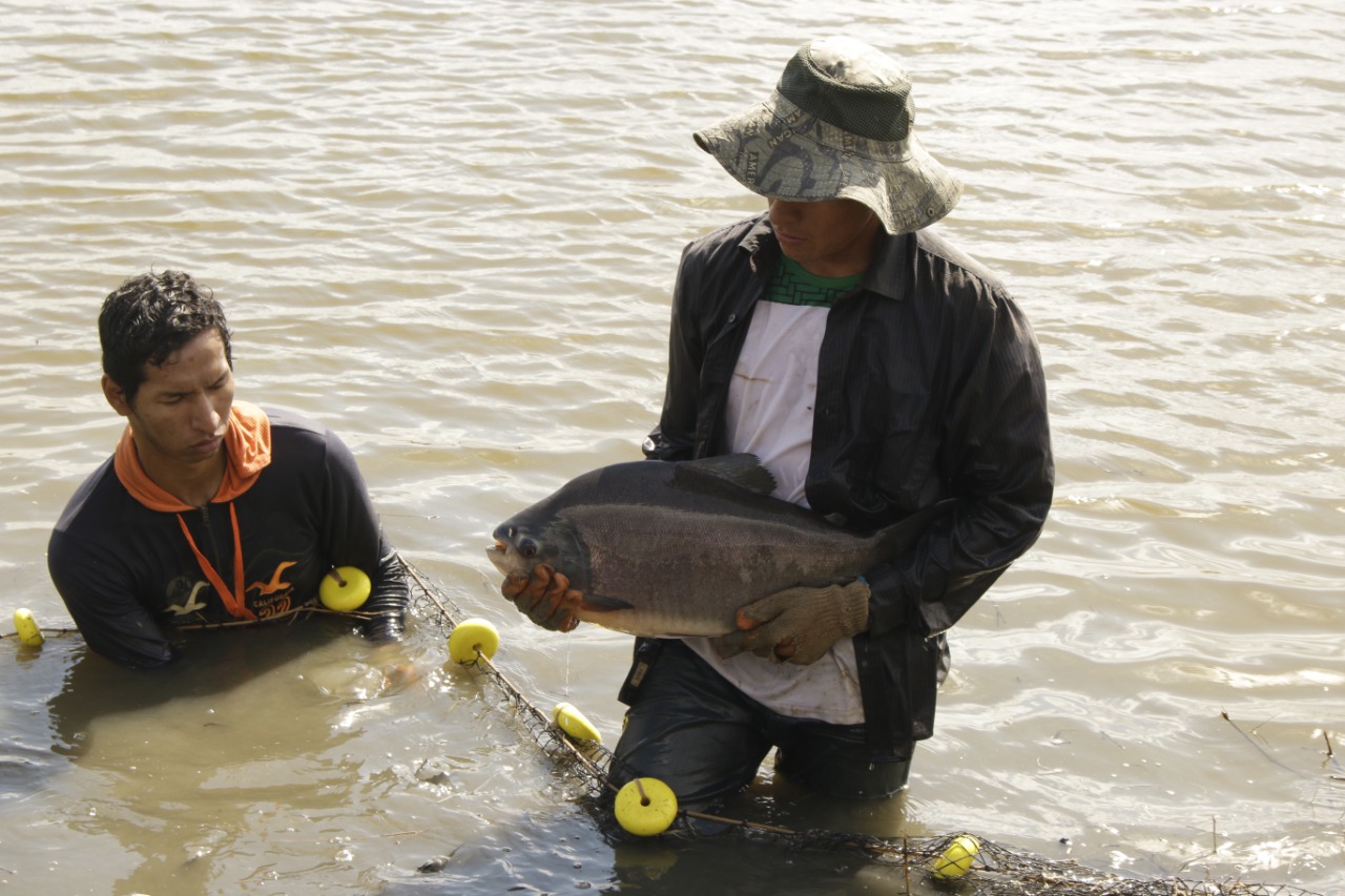 Destinan más de Bs 265 millones para fortalecer la producción piscícola nacional
