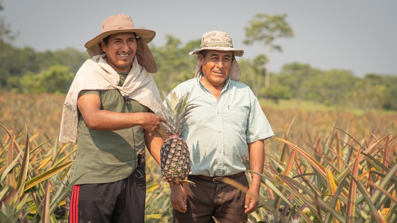 Gobierno traza estrategias de apoyo integral a la producción de piña