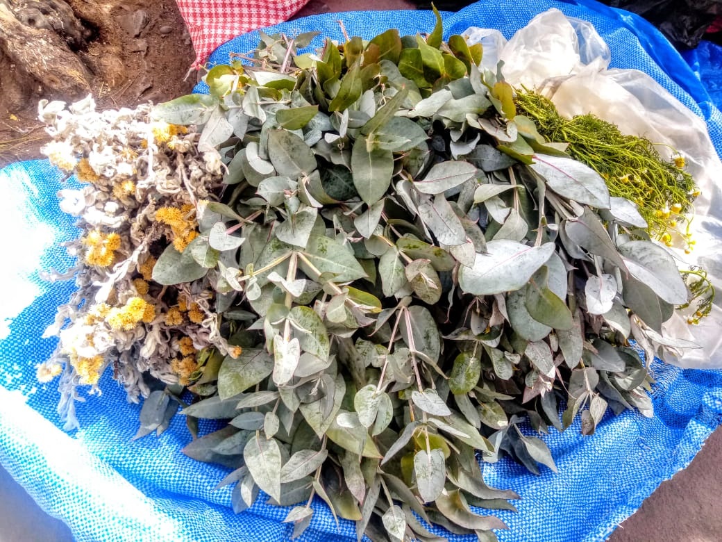 RPO’s iniciarán campaña para socializar la medicina natural con mensajes en idioma nativos