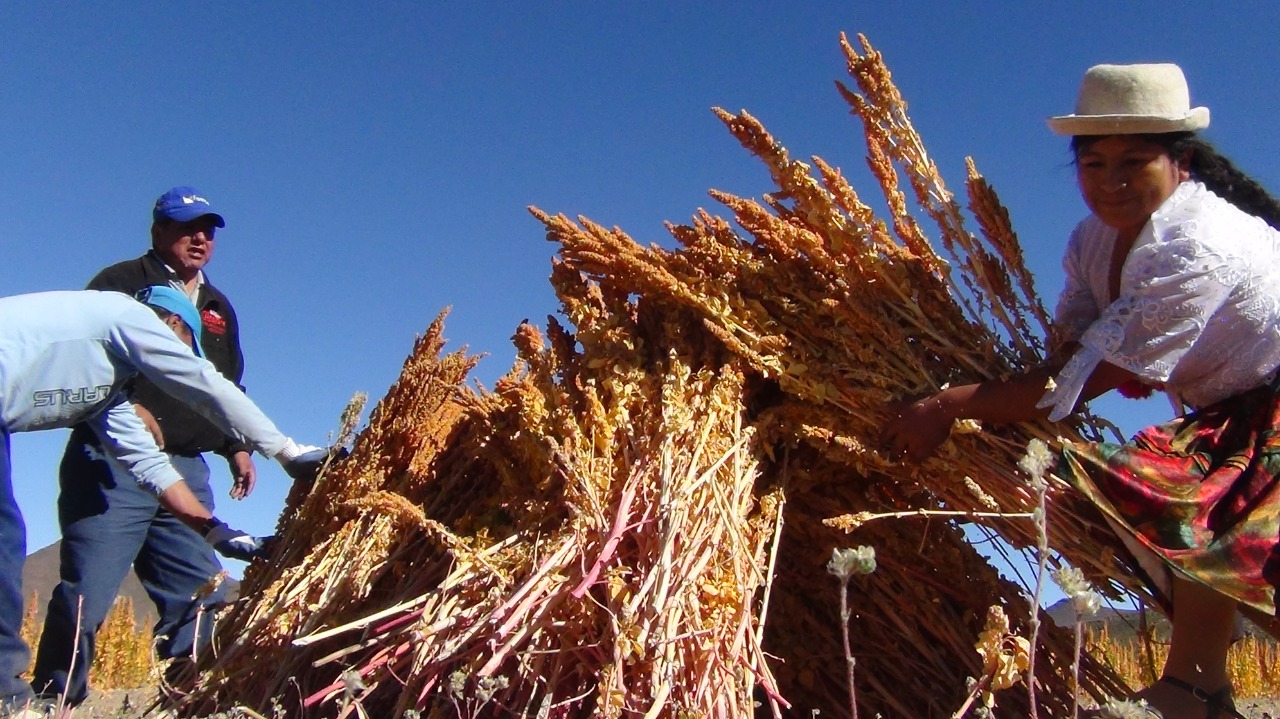 Decreto Supremo 4632 incentivará la producción de quinua, cañahua, amaranto y tarwi en el periodo 2022 – 2025