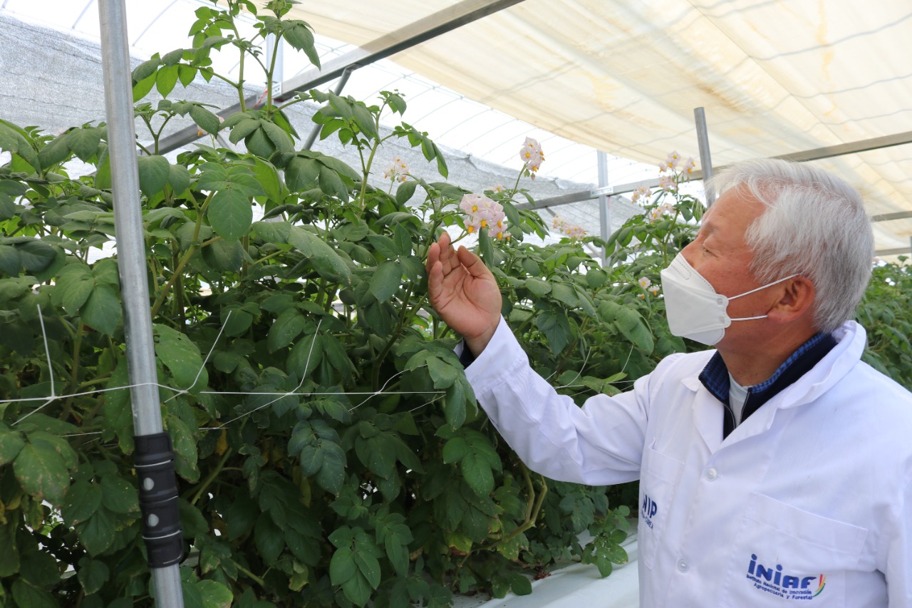 Centro de Innovación fortalece producción de semillas de papa para ampliar áreas de cultivo