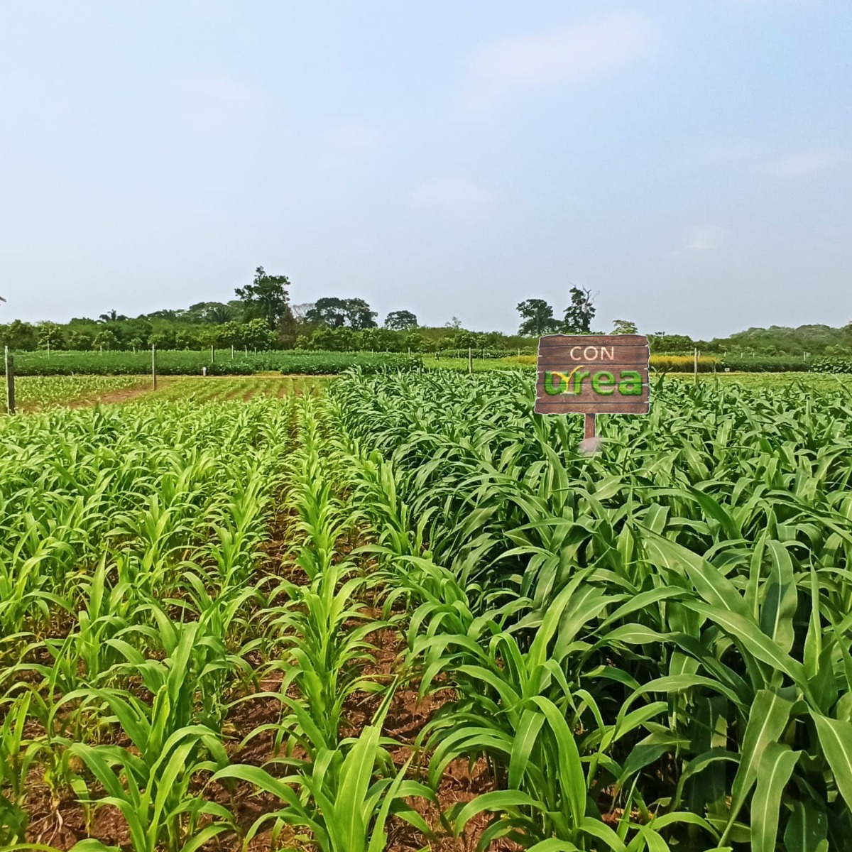 YPFB expondrá beneficios de cultivos fertilizados con urea en feria Vidas 2021