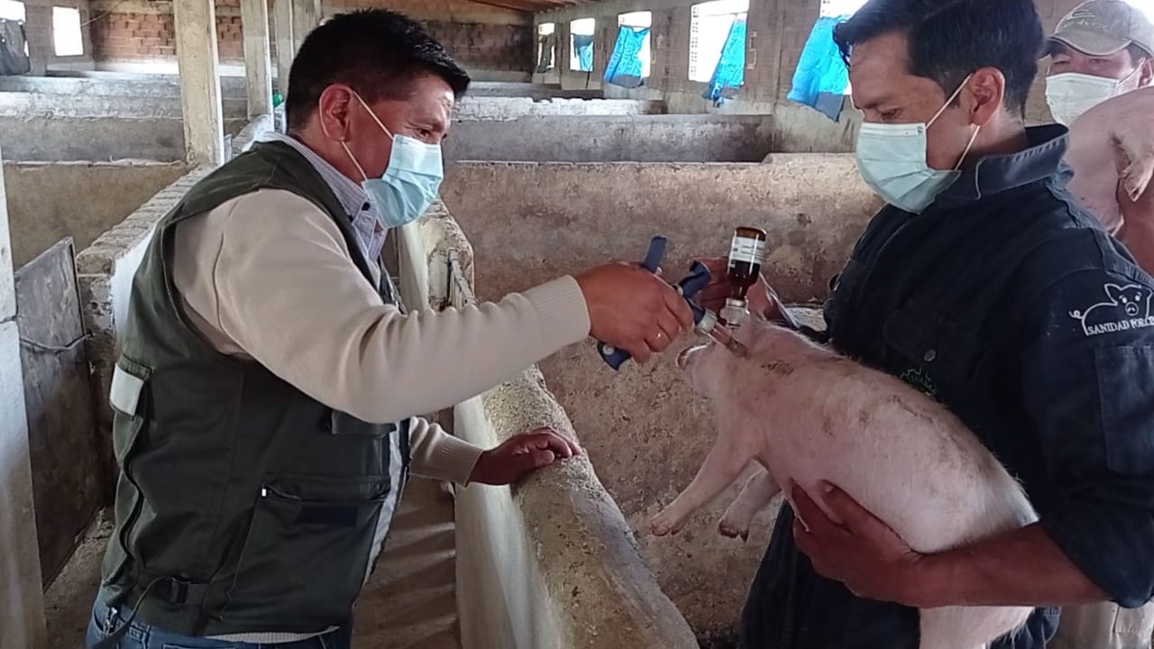 Cochabamba: Senasag realiza campaña de vacunación contra la peste porcina clásica