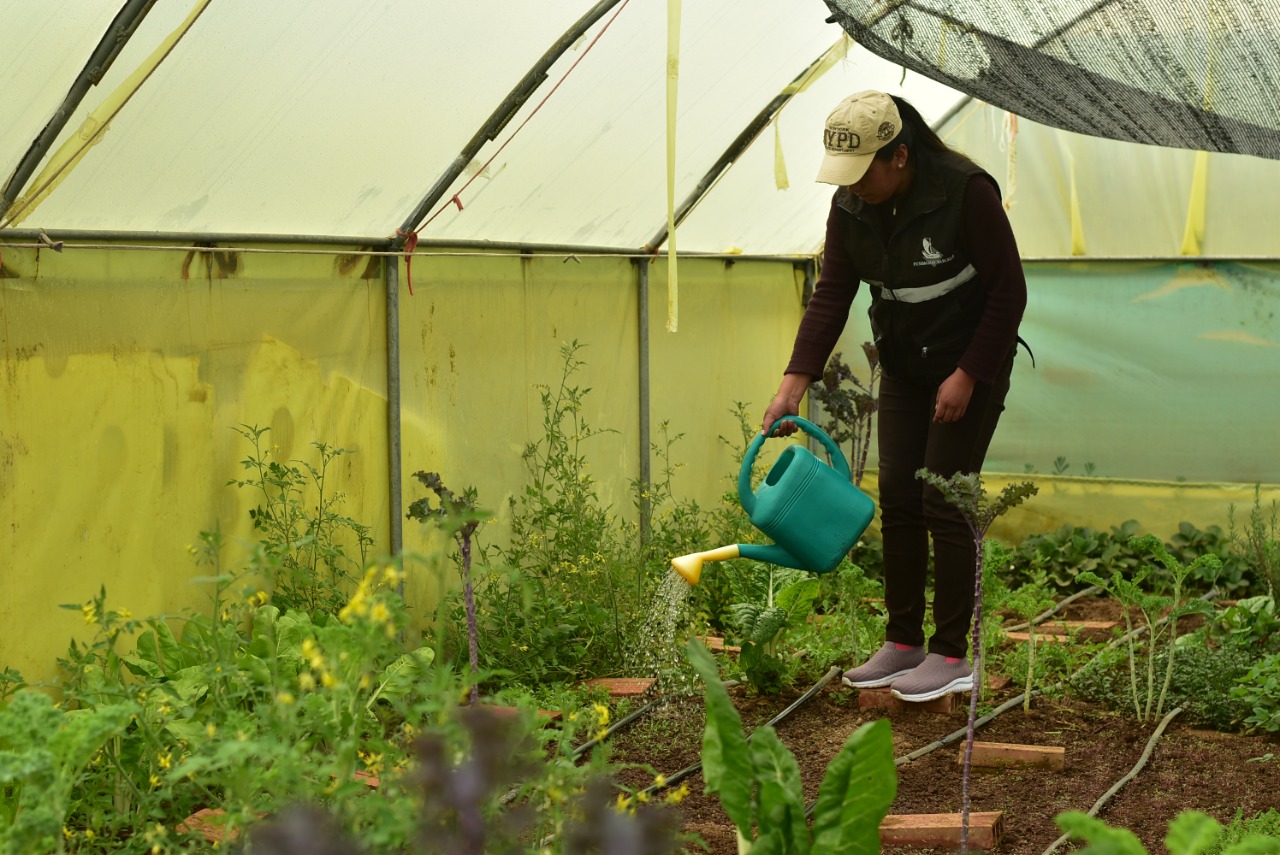 Gobierno promueve la producción agrícola en zonas urbanas y periurbanas del país