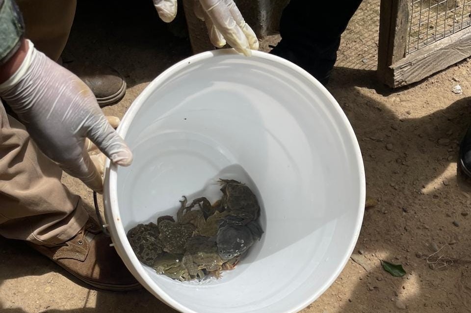 Aprehenden a tres personas con 27 ranas gigantes en peligro de extinción