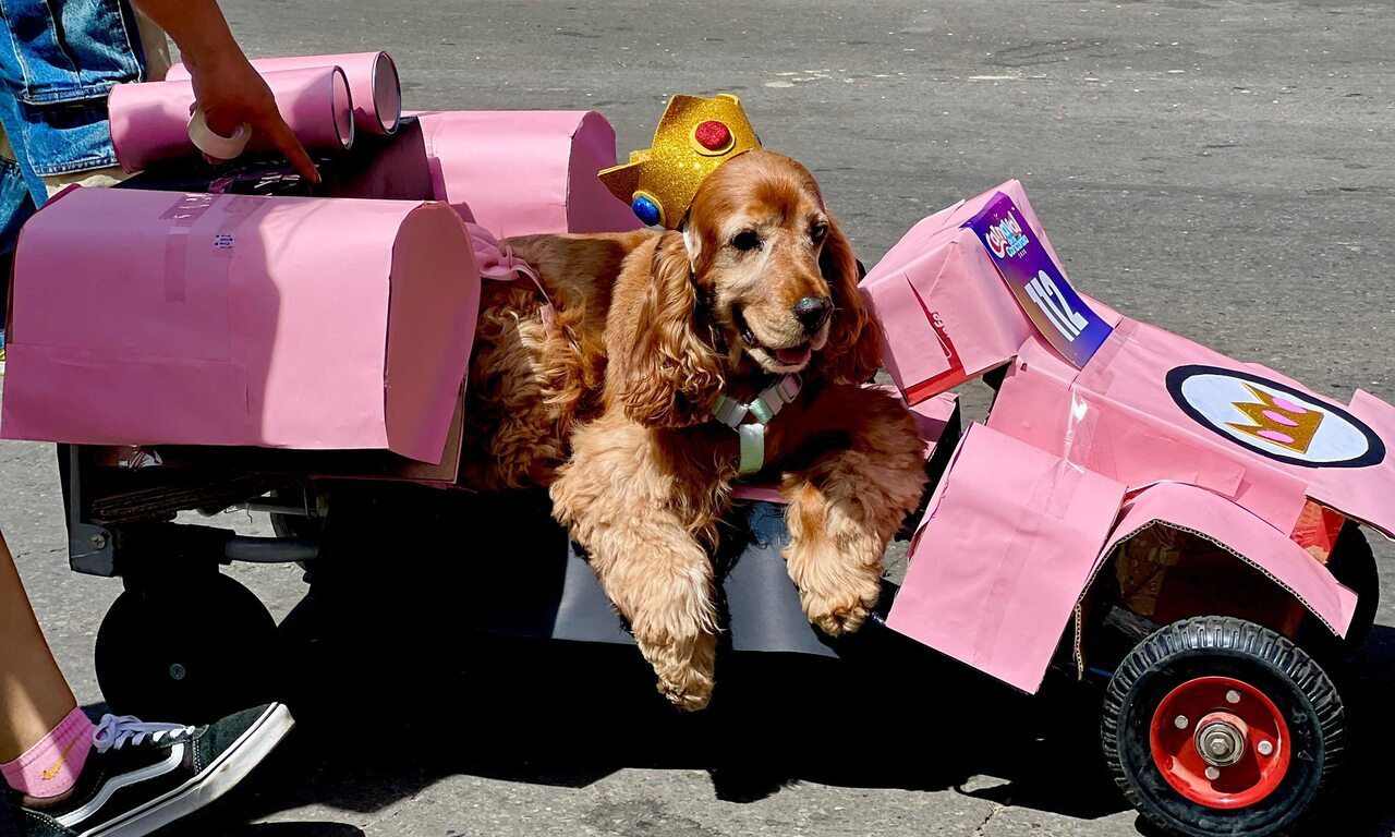 Corso de Mascotas alegra a Cochabamba