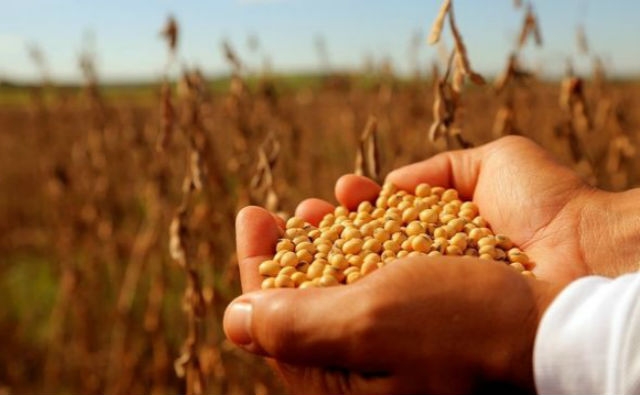 Cosecha de soya. Foto: Redes sociales.