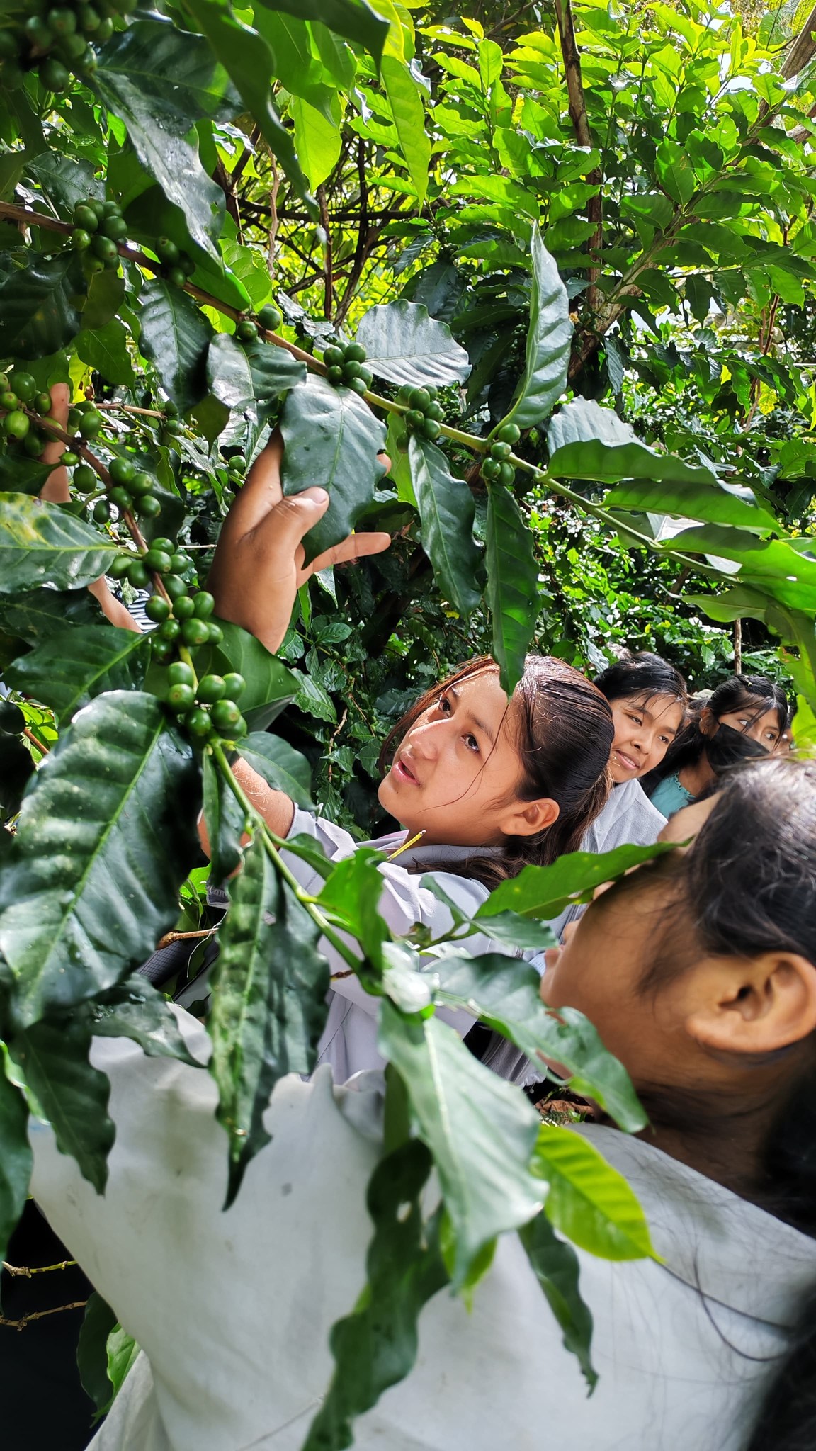 Con capacitaciones se busca optimizar el rendimiento del grano de café. Foto: Iniaf.