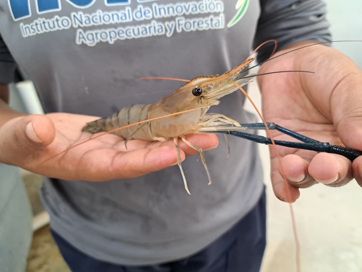 El hito se concretó en el Centro de Investigación Acuícola de San Juan de Yapacaní.