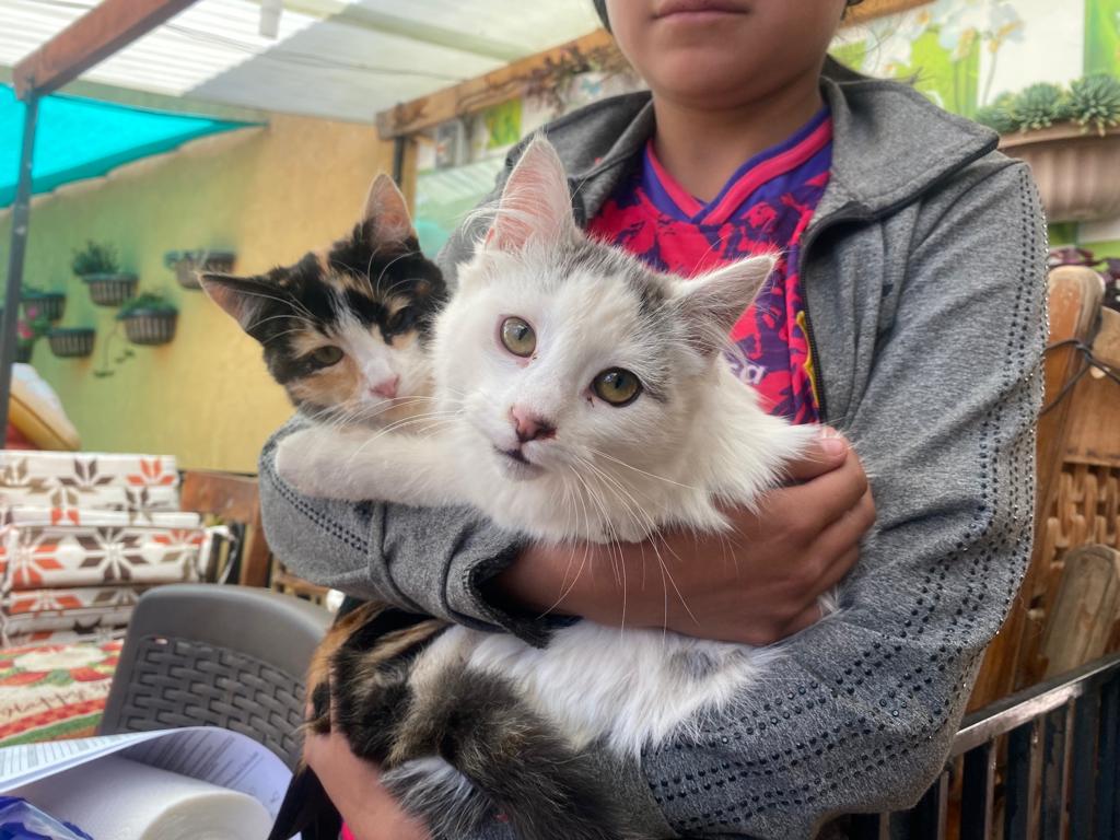 Gatitos antes de ser esterilizados en campaña zonal en La Pasz. Foto: Agencia Municipal de Noticias.