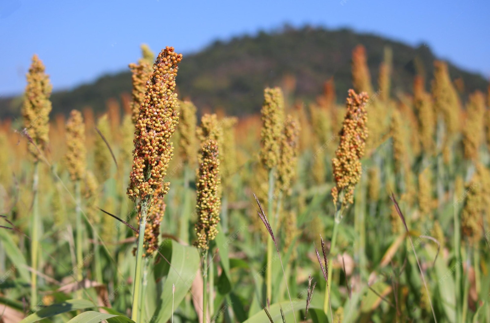 Oruro cuenta con 99.685 hectáreas destinadas a cultivos como quinua, cebada, papa, alfalfa, zanahoria y haba verde. Foto: BDP