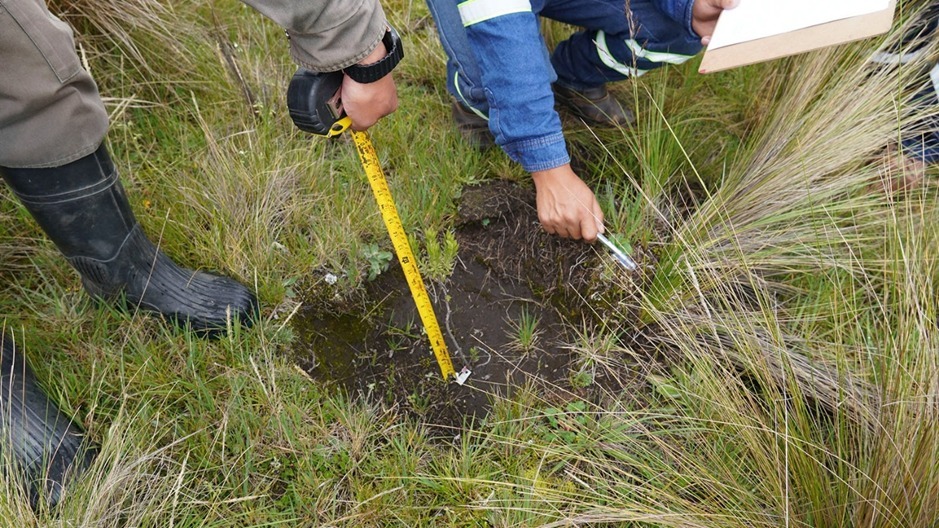 Medición del tamaño de tallo y condiciones de las hojas del plantín. Foto: UNICOM ENDE.