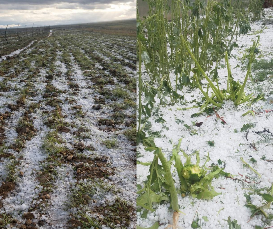 Afectación de cultivos en el municipio de Yunchará en Tarija. Fotos: Actualidad 92.