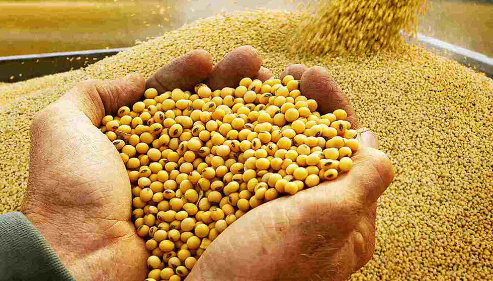 Cosecha de grano de soya. Foto: Redes sociales.