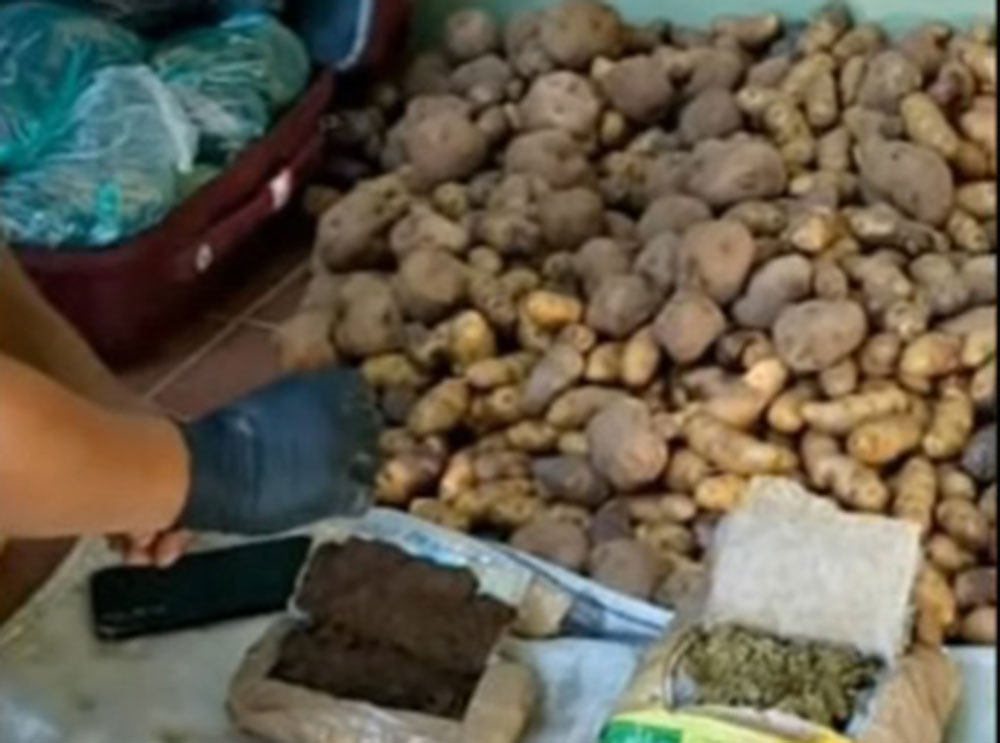 La inspección de la droga oculta en sacos de papa y oca. Foto: FELCN