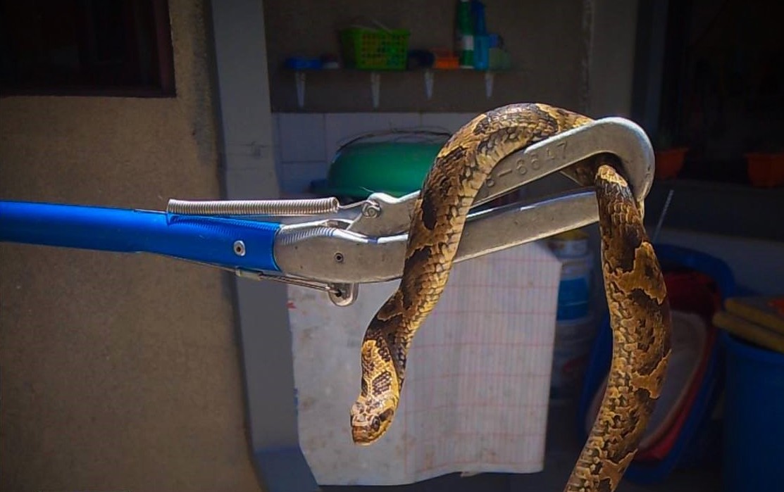 Culebra rescata en Cochabamba por Pofoma. Foto: Policía Boliviana.