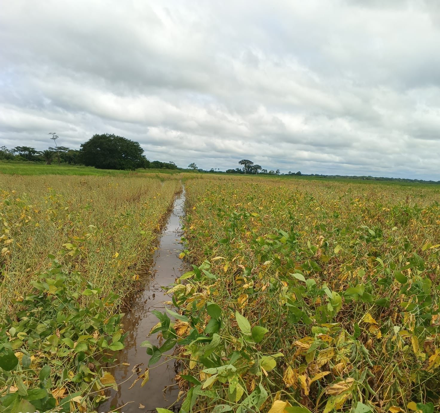 Campos de cultivo de soya afectados por las lluvias. Foto: Anapo.