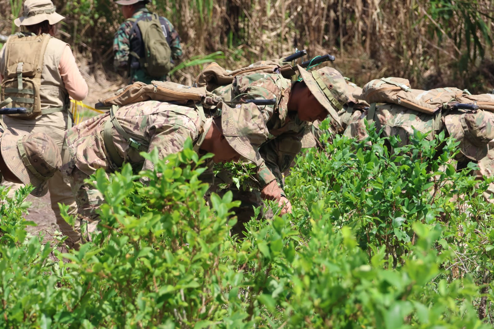 Inicio de erradicación de hojas de coca en el Trópico de Cochabamba. Foto: Viceministerio de Sustancias Controladas.